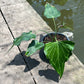 Anthurium Delta Force - Flowering Size - Large - Exact Plant (A026)