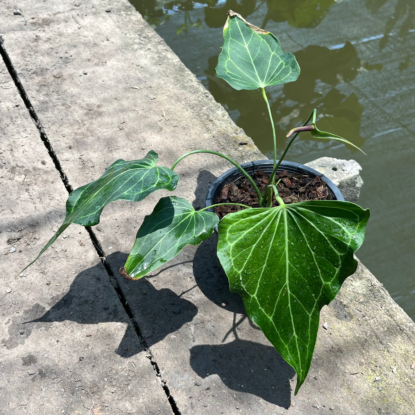 Anthurium Delta Force - Flowering Size - Large - Exact Plant (A026)