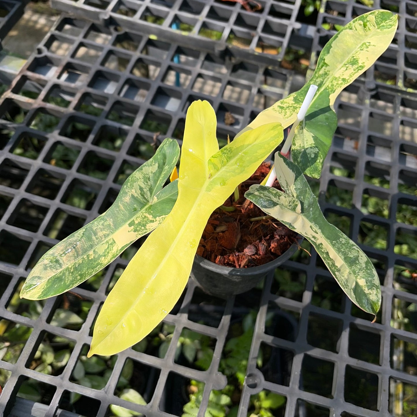 Philodendron Jennifer Variegated - (Hybrid P. Florida Beauty x P. Billietiae) - Exact Plant (P061)