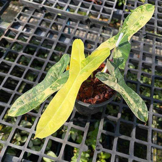 Philodendron Jennifer Variegated - (Hybrid P. Florida Beauty x P. Billietiae) - Exact Plant (P061)
