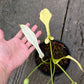 Philodendron Joepii Variegated Aurea - Exact Plant