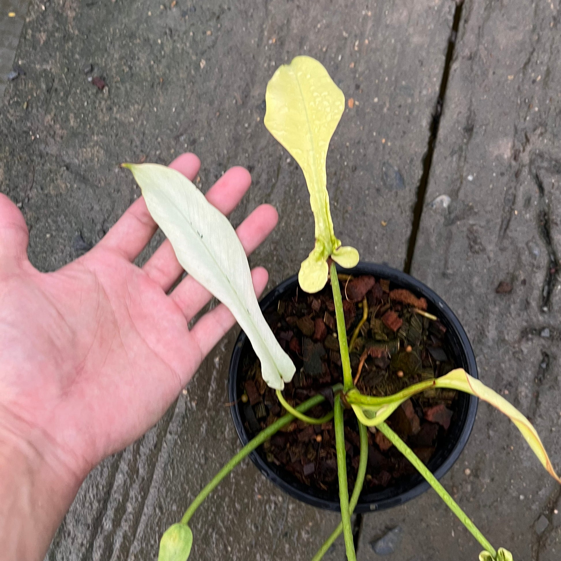 Philodendron Joepii Variegated Aurea - Exact Plant