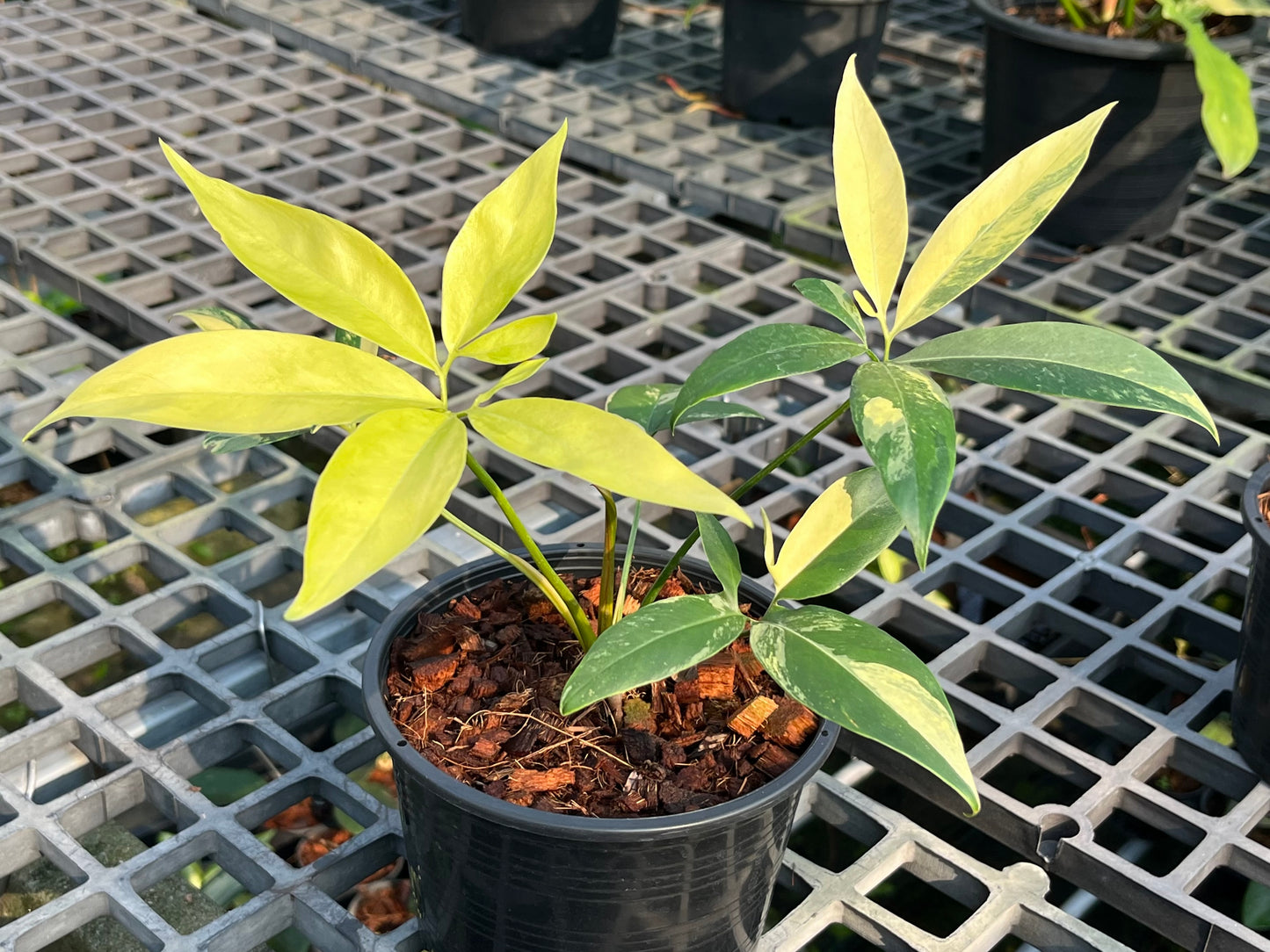 Philodendron Goeldii Variegated - Exact Plant (P029)