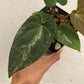 Anthurium Red Vein Dark Phoenix Variegated - Exact Plant (A021)
