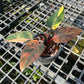 Philodendron Princess Of Fire - Exact Plant (P039)