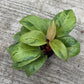 Philodendron Red Congo Mint Variegated