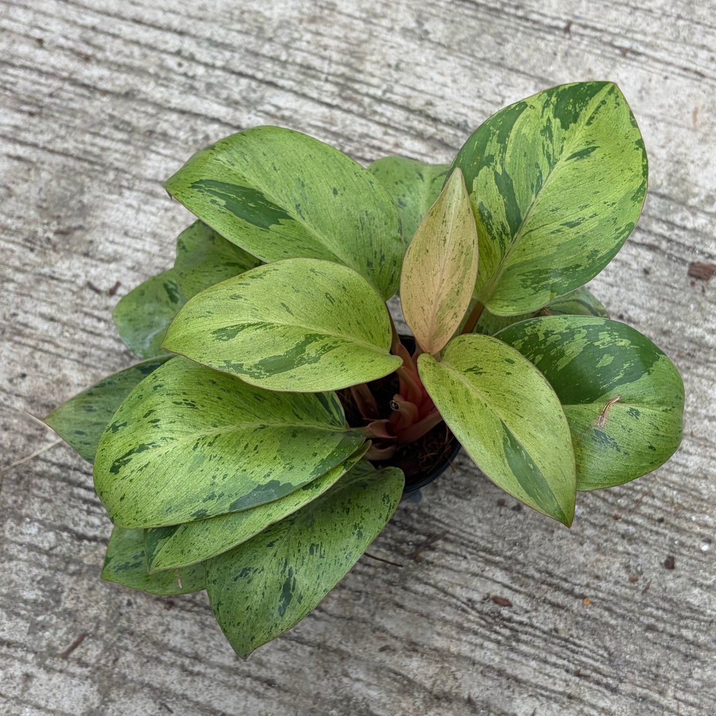 Philodendron Red Congo Mint Variegated