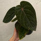 Anthurium Hoffmanii Red Sinus ‘Blood Moon’ - Exact Plant (A022)