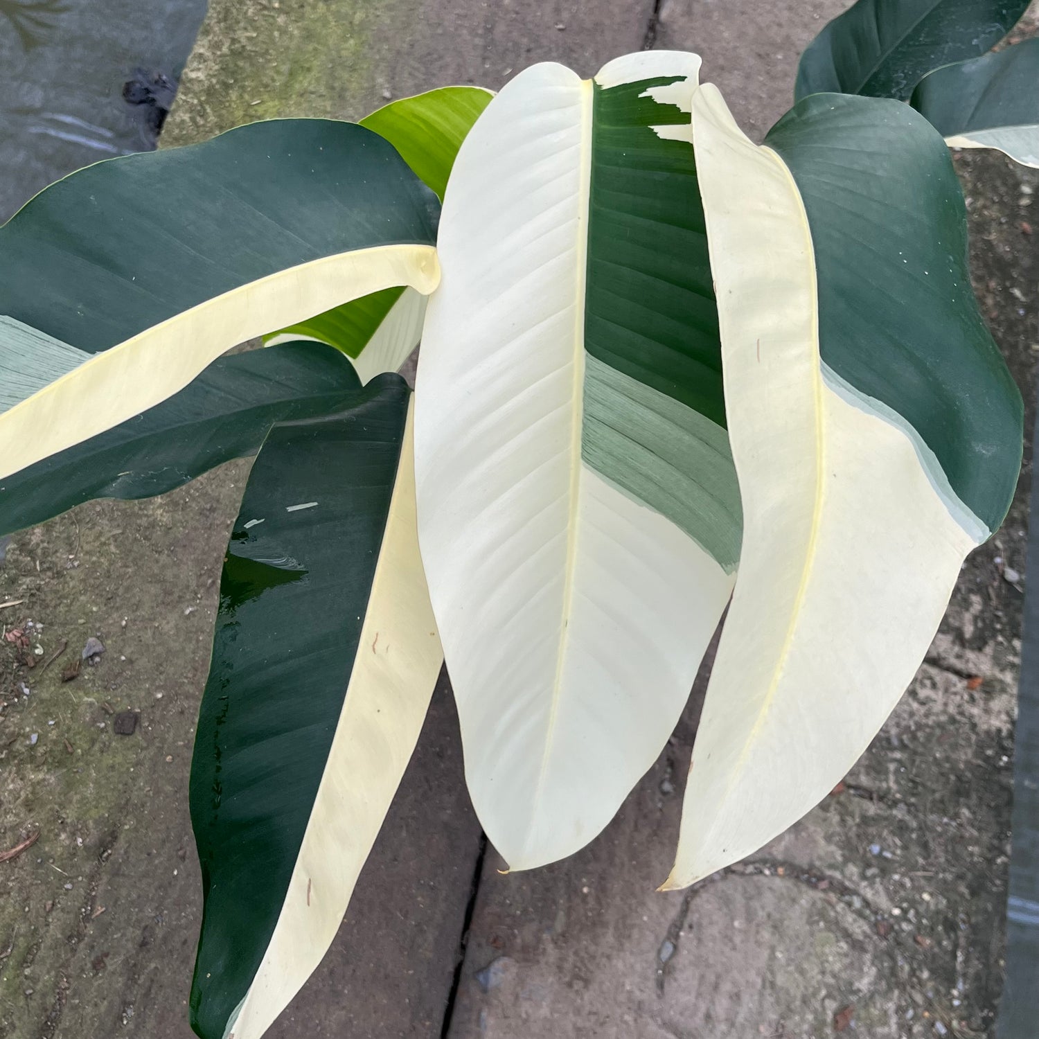 Epipremnum