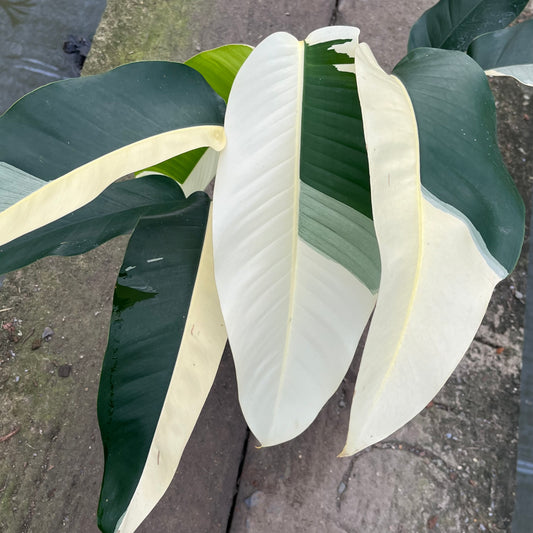 Epipremnum Giganteum White Pearl with bold sectoral white variegation on large green leaves