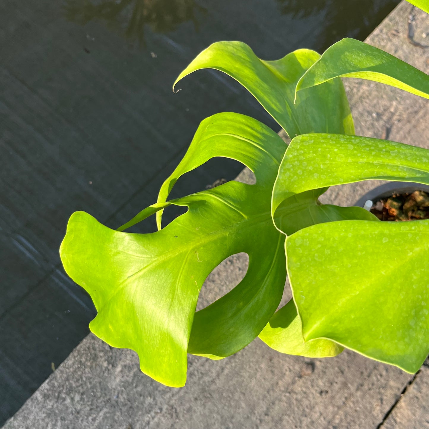 Monstera Light Lime - Exact Plant (M036)