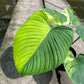Philodendron Nangaritense Variegated - Fuzzy Petiole- Exact Plant (P032)