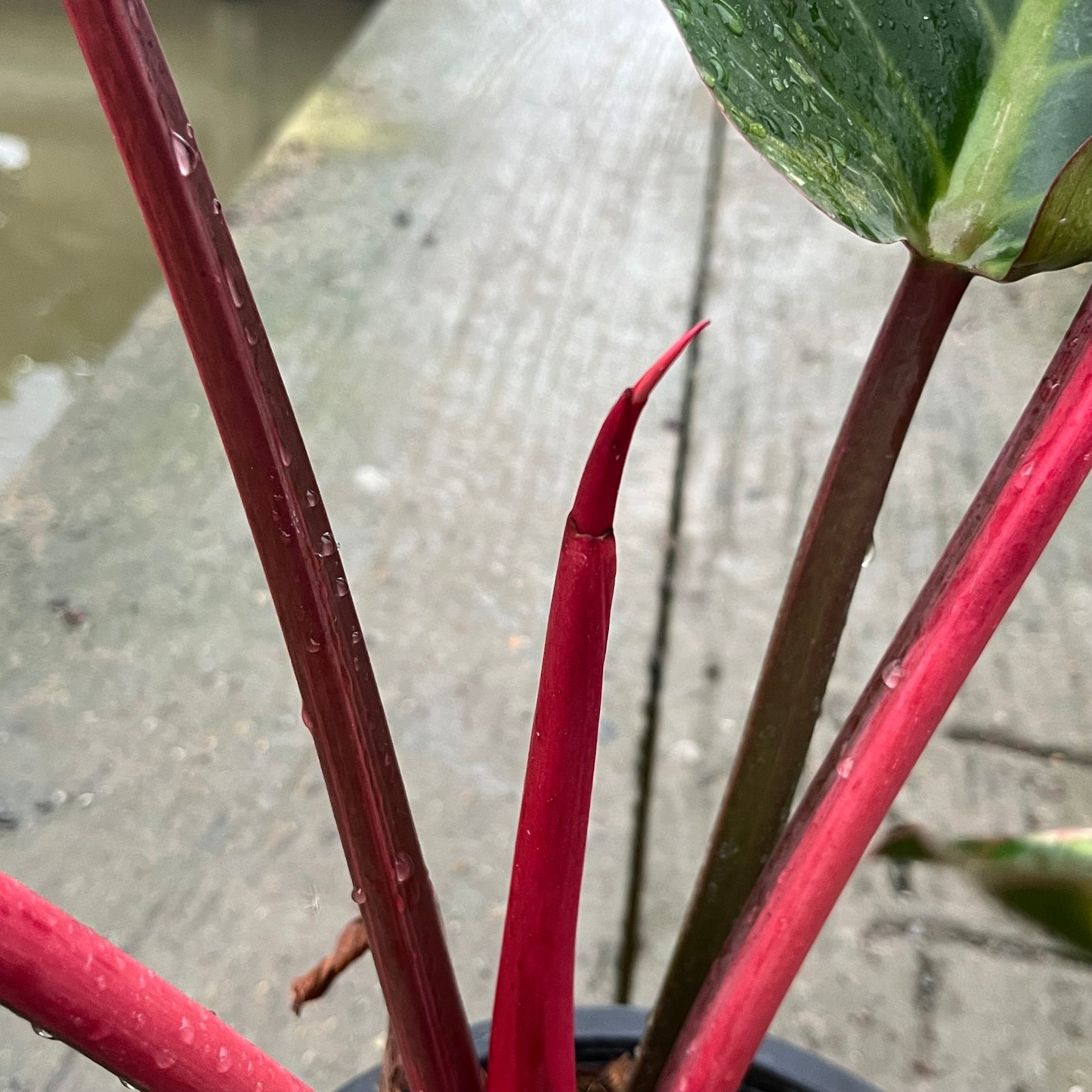 Philodendron Rojo Red Congo Variegated - Exact Plant - Original - Non TC
