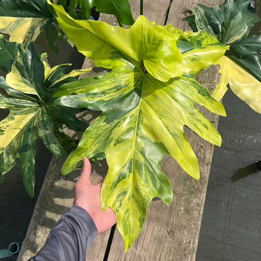 Philodendron Angela Variegated - Exact Plant - Massive Size