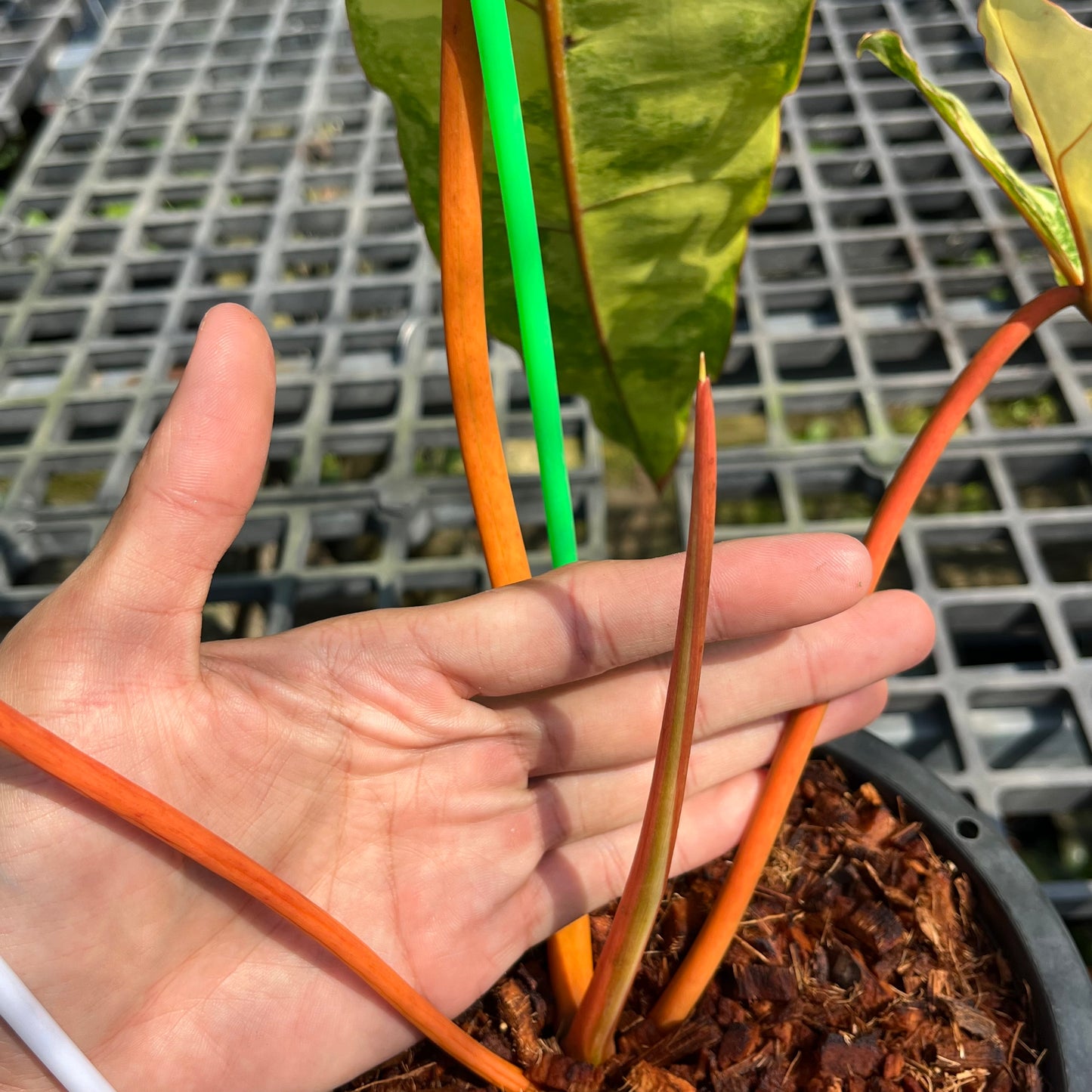 Philodendron Billietiae Variegated - Exact Plant (P025)