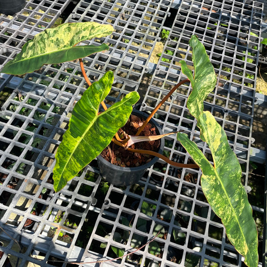 Philodendron Billietiae Variegated- Exact Plant (P026)