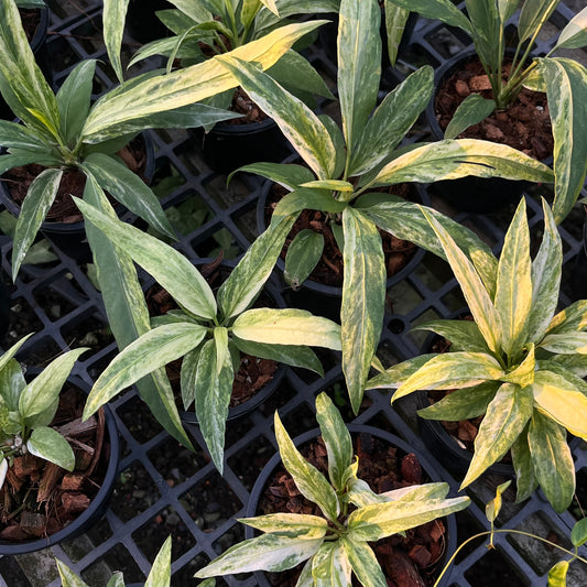 Anthurium Vittarifolium variegated