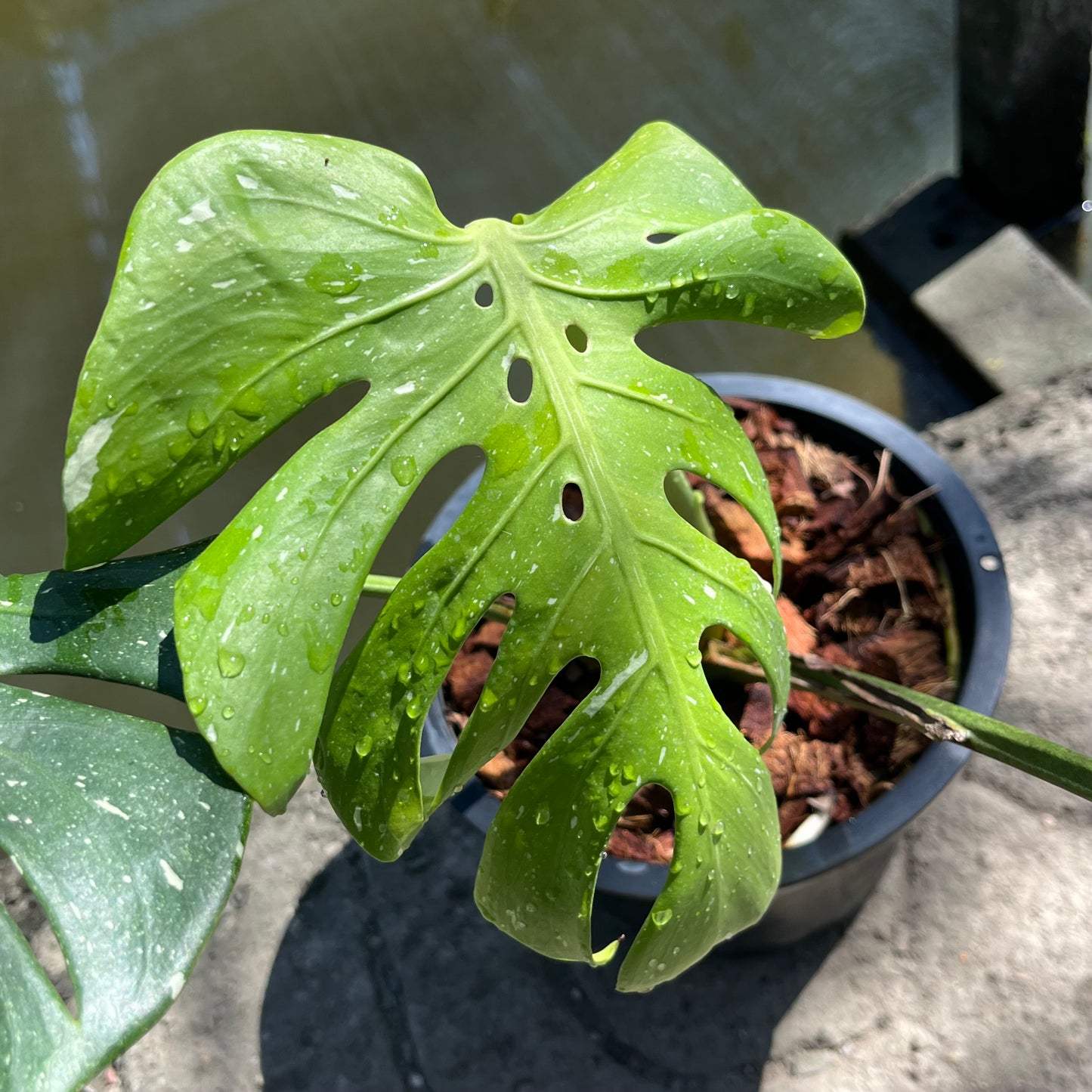 Monstera Deliciosa Fish Bone - Exact Plant (M035)