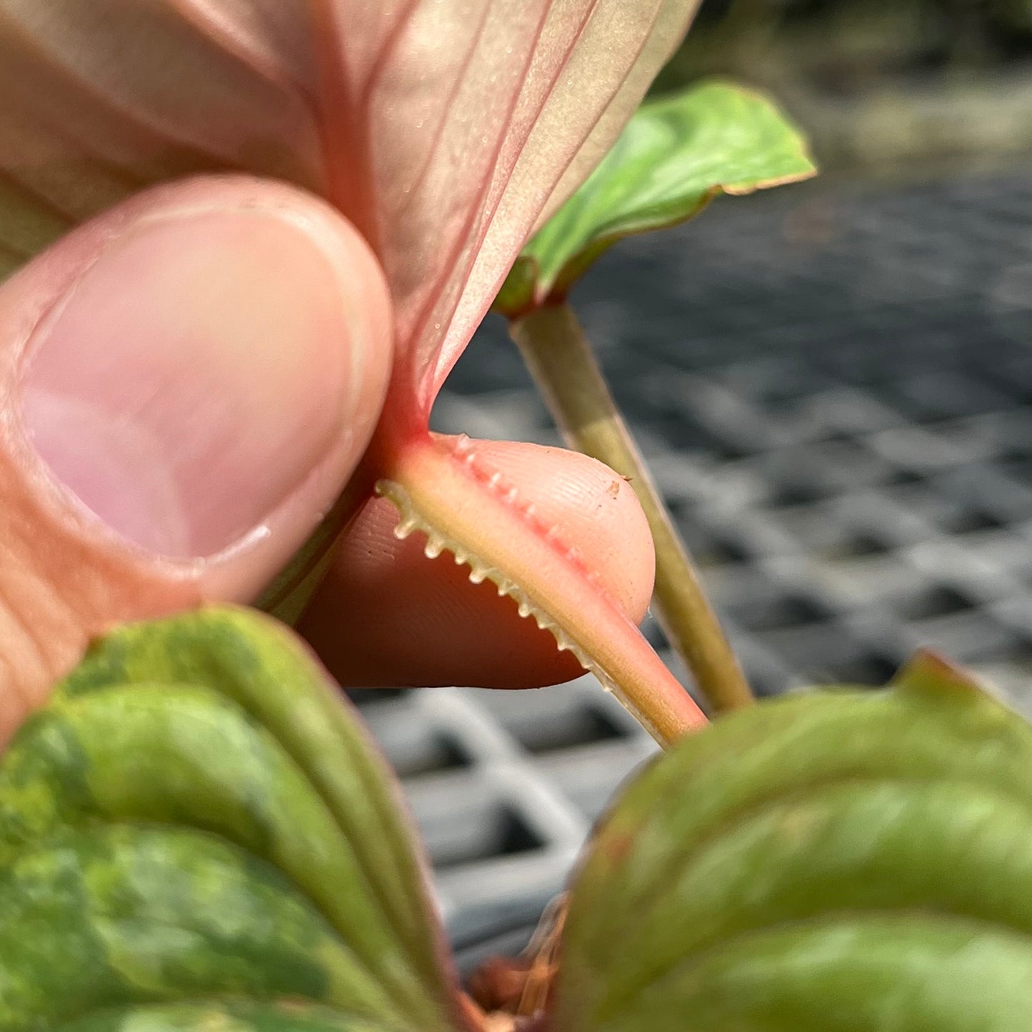 Philodendron Mamei Variegated - Exact Plant (P033)