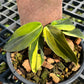 Philodendron Gigas Variegated - Exact Plant (P036)