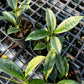 Hoya AH074 Silver