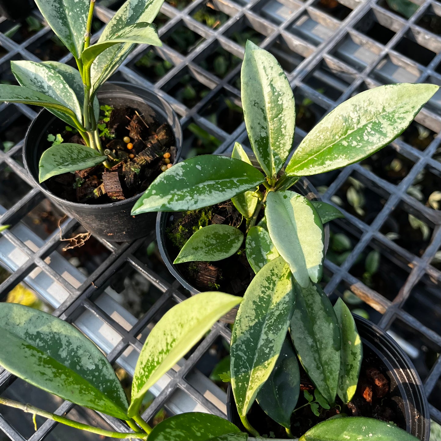 Hoya AH074 Silver