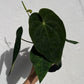 Anthurium Black Cherry F2 - Exact Plant - Australian Hybrid - Flowering Size
