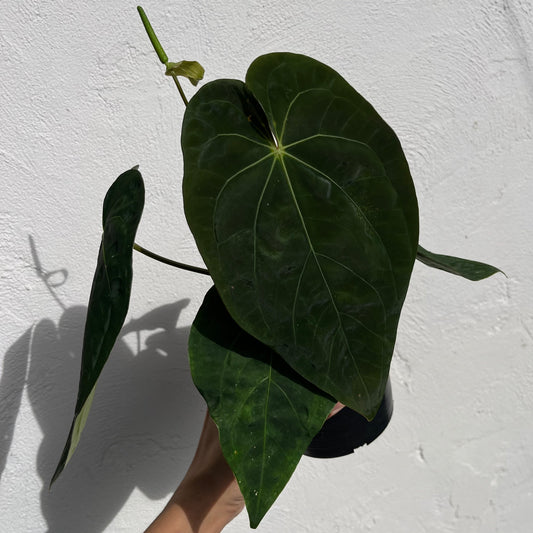 Anthurium Black Cherry F2 - Exact Plant - Australian Hybrid - Flowering Size