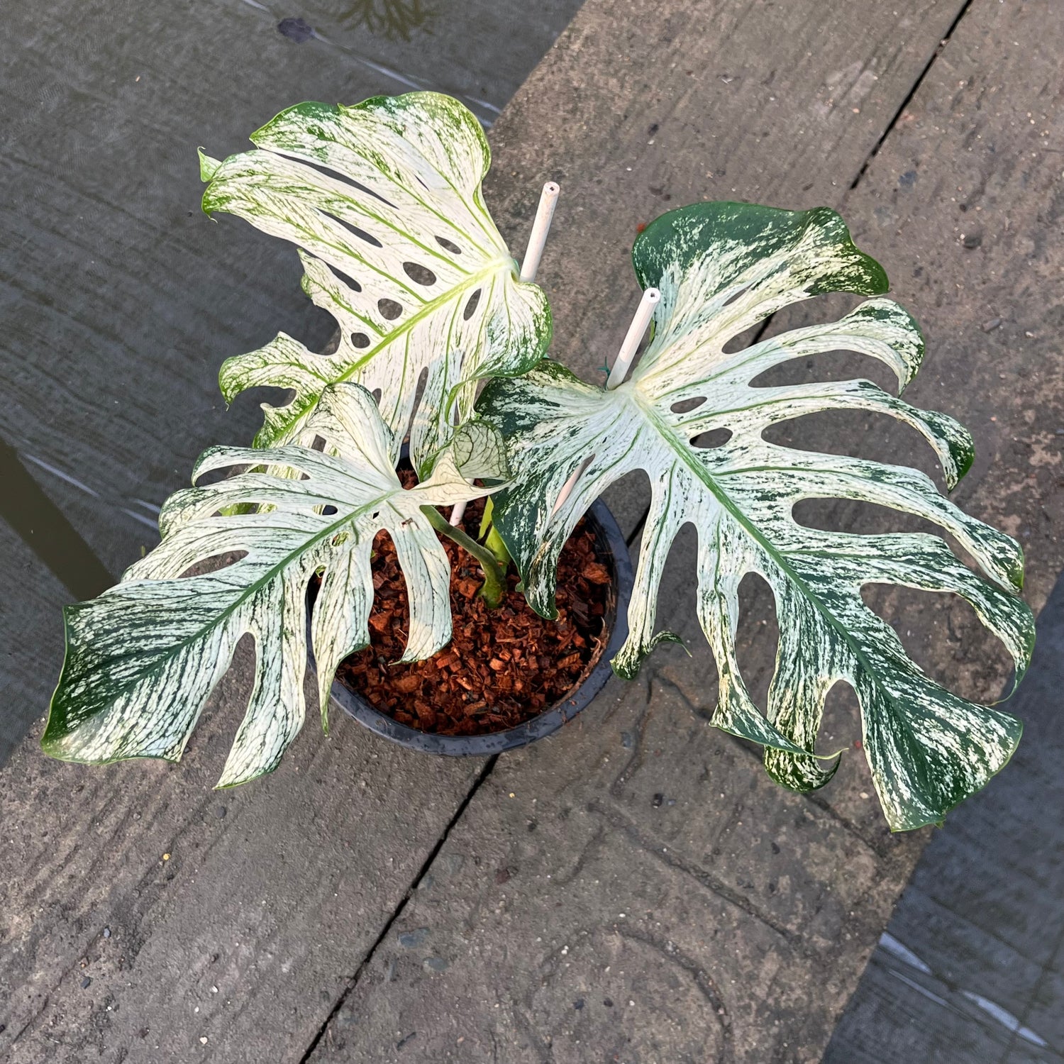 Monstera