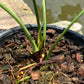 Anthurium Delta Force - Flowering Size - Large - Exact Plant (A026)