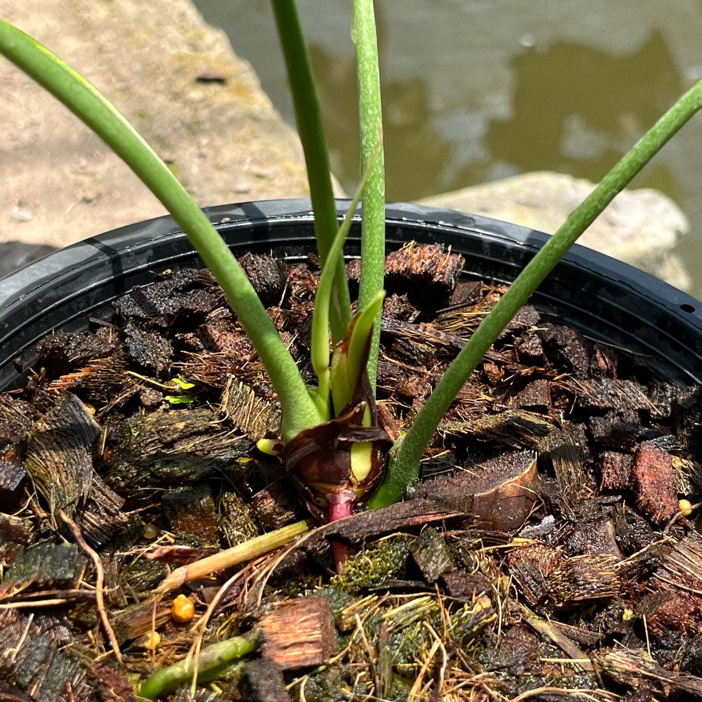 Anthurium Delta Force - Flowering Size - Large - Exact Plant (A026)