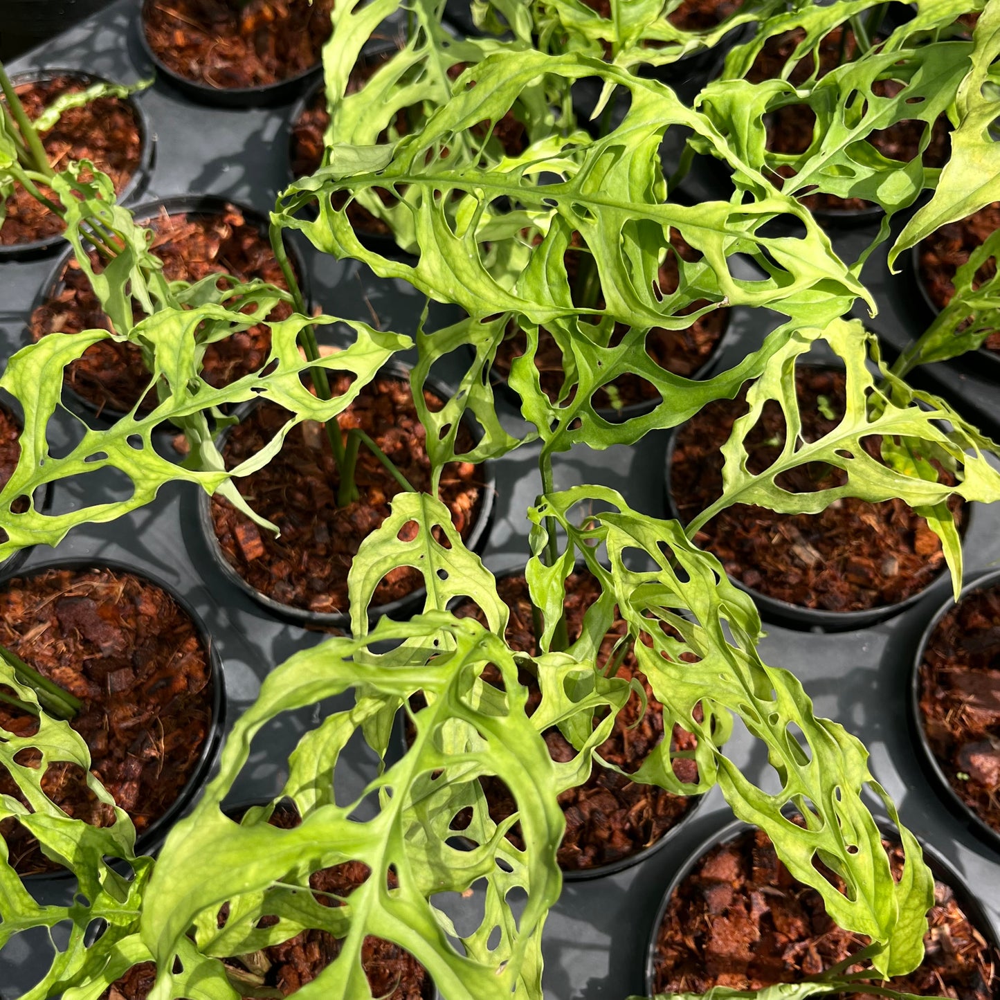 Monstera Obliqua Peru