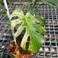 Monstera Devil Monster - Exact Plant (M034)