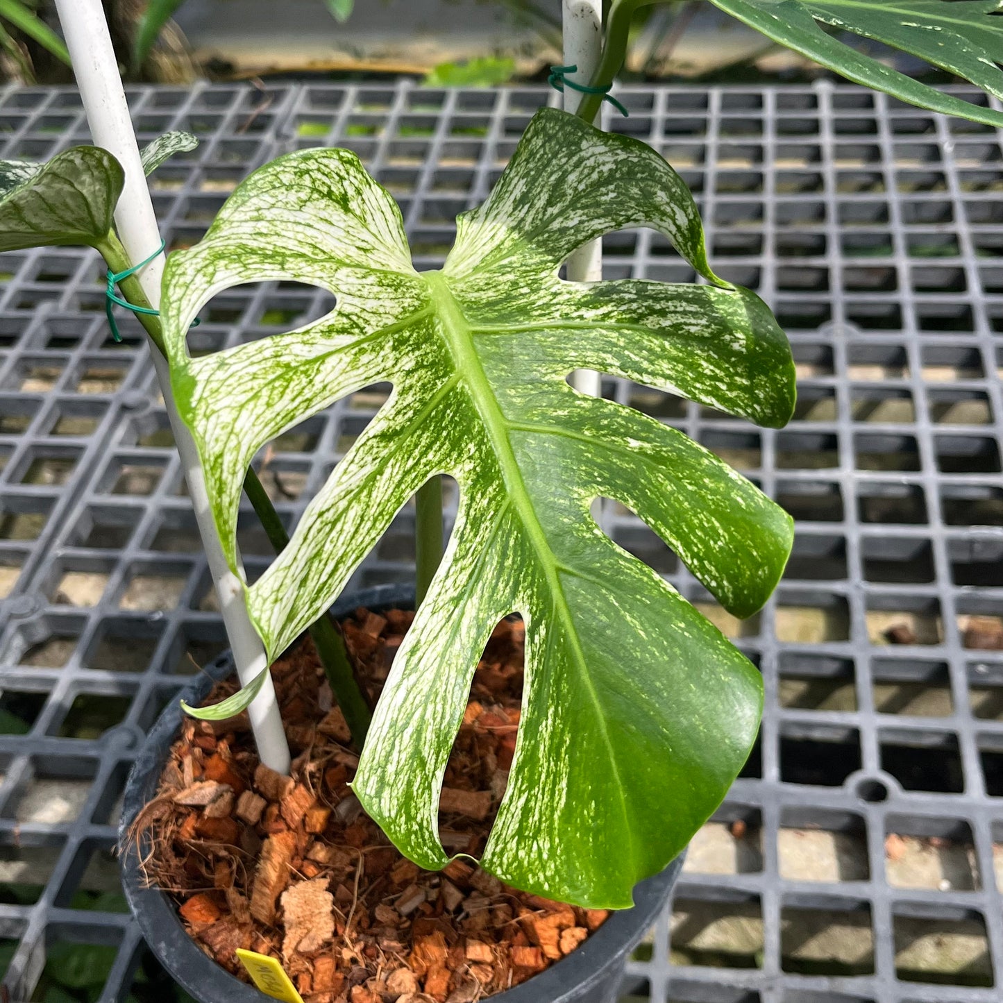 Monstera Devil Monster - Exact Plant (M034)