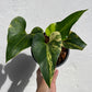Anthurium Brownii Variegated - Exact Plant