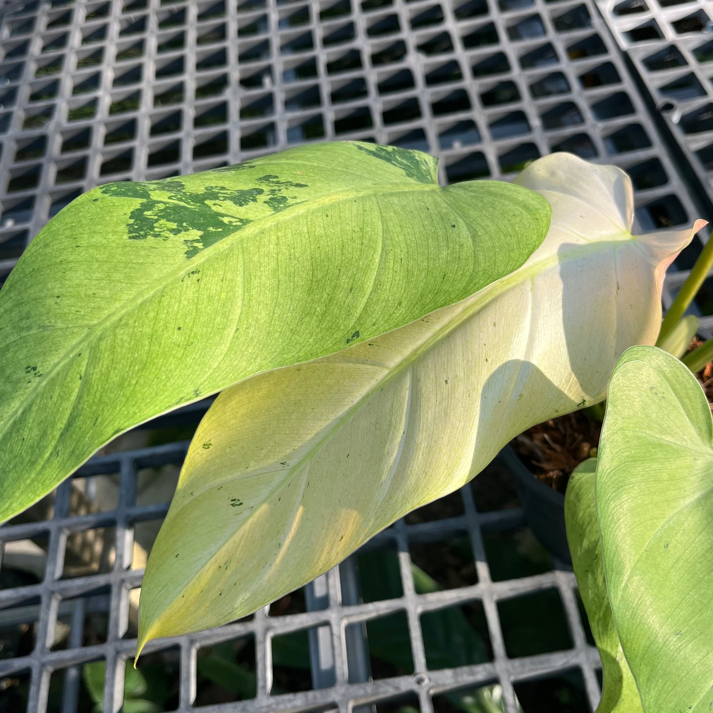 Philodendron Whipple Way