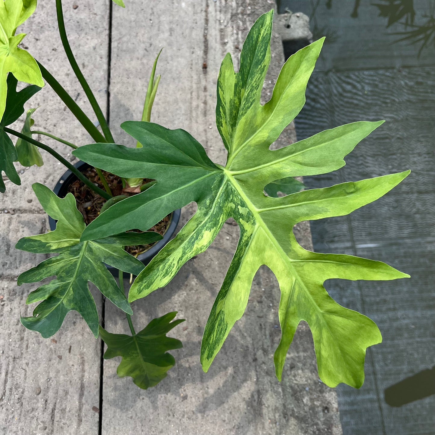 Philodendron Radiatum Variegated - Exact Plant