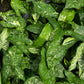 Syngonium Panda