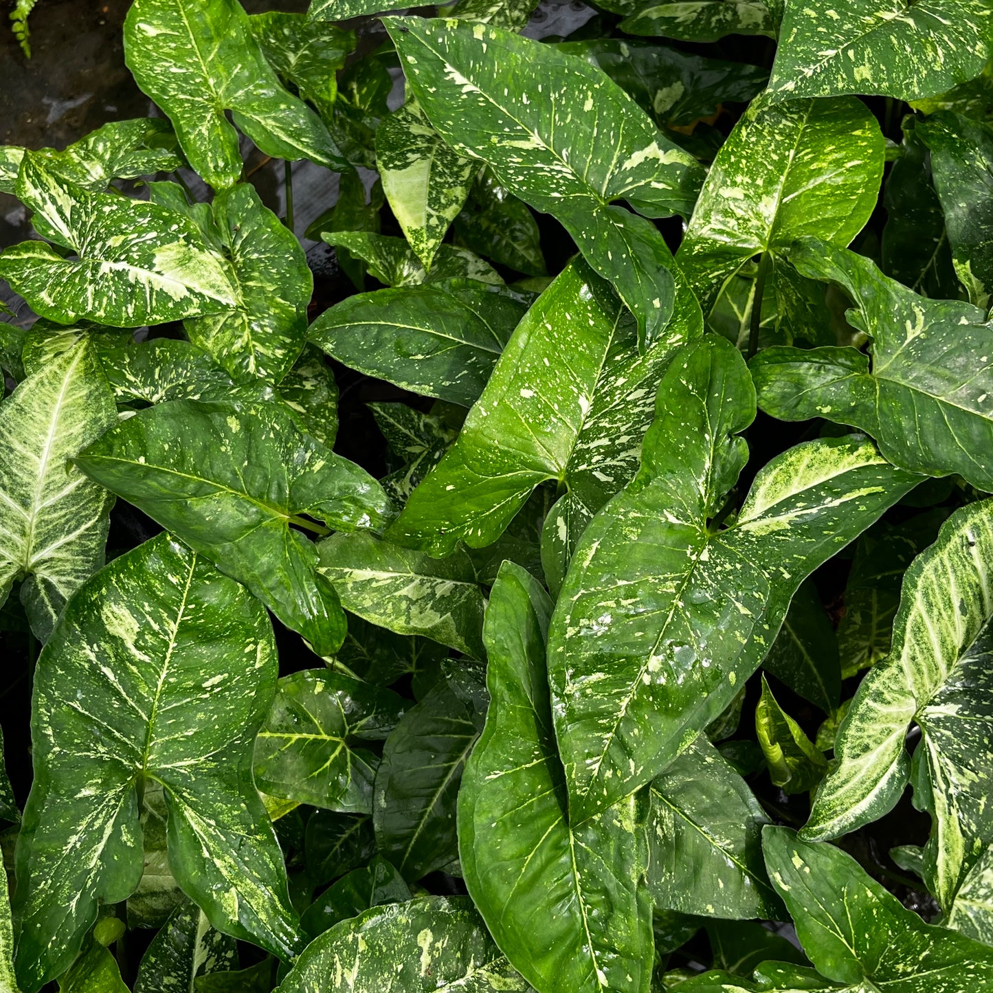 Syngonium Panda