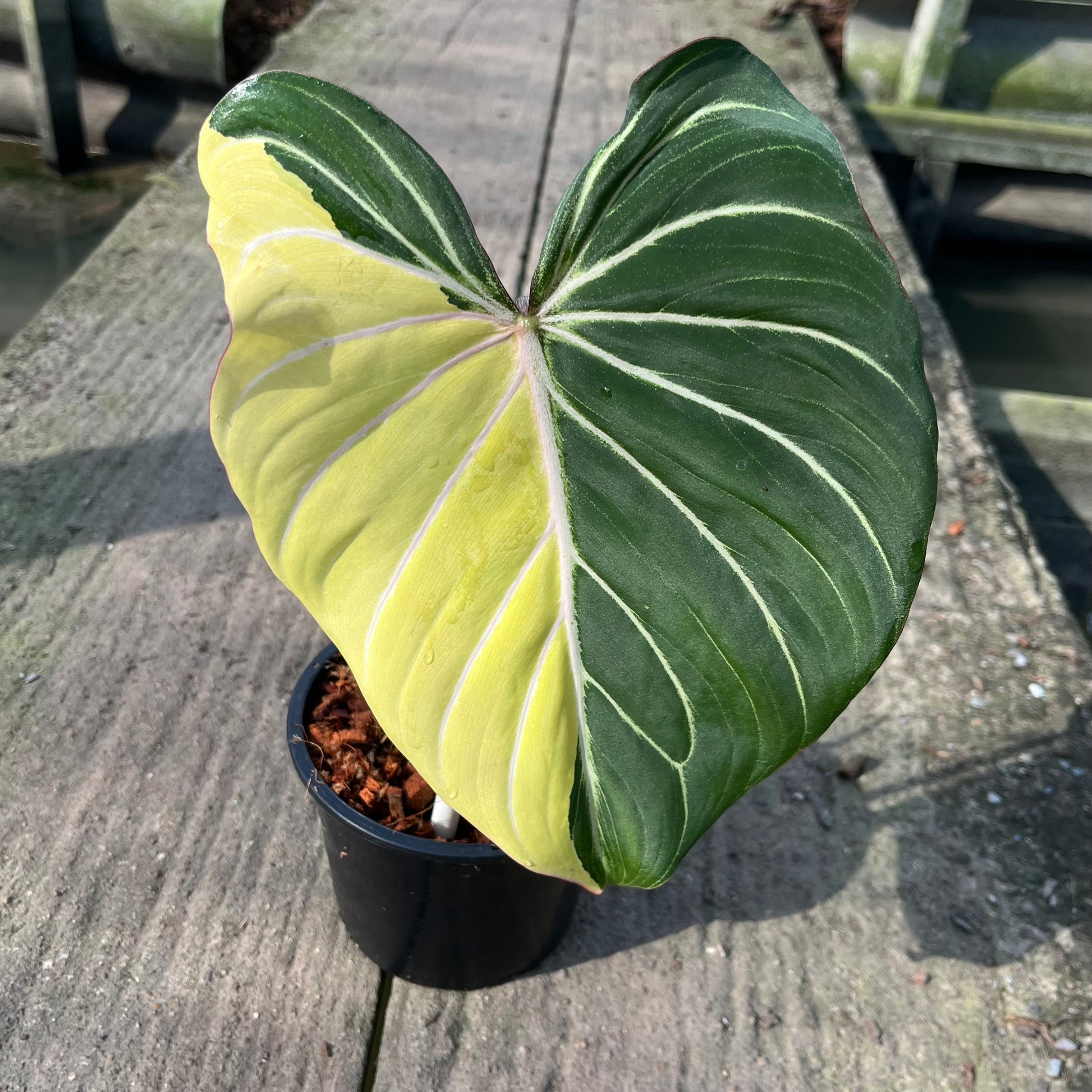 Philodendron Gloriosum with striking sectoral variegation on large, heart-shaped leaves