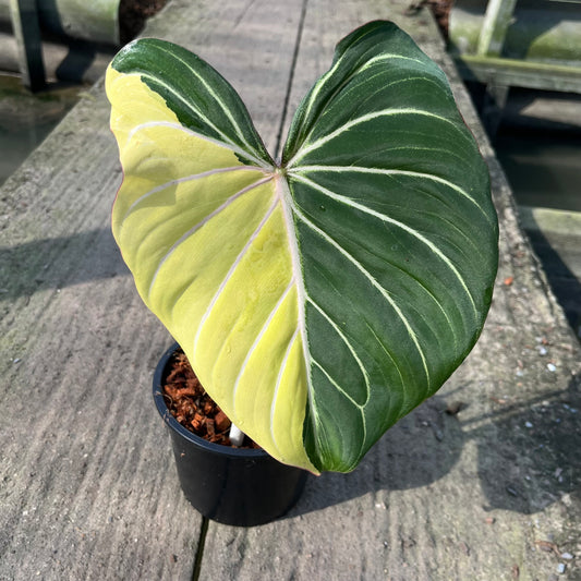 Philodendron Gloriosum with striking sectoral variegation on large, heart-shaped leaves