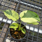 Monstera Light Lime - Exact Plant (M049)
