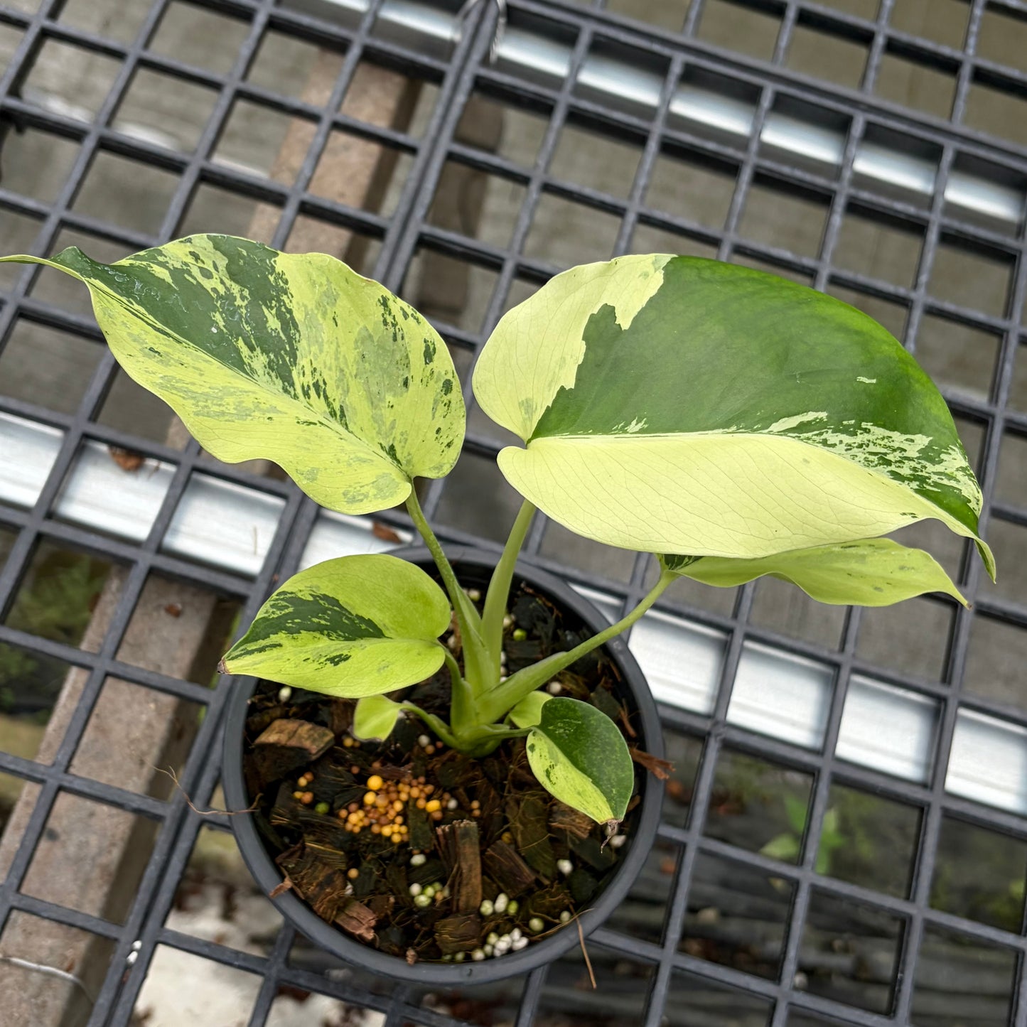 Monstera Light Lime - Exact Plant (M049)