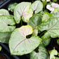 Syngonium Orm Thong Variegated