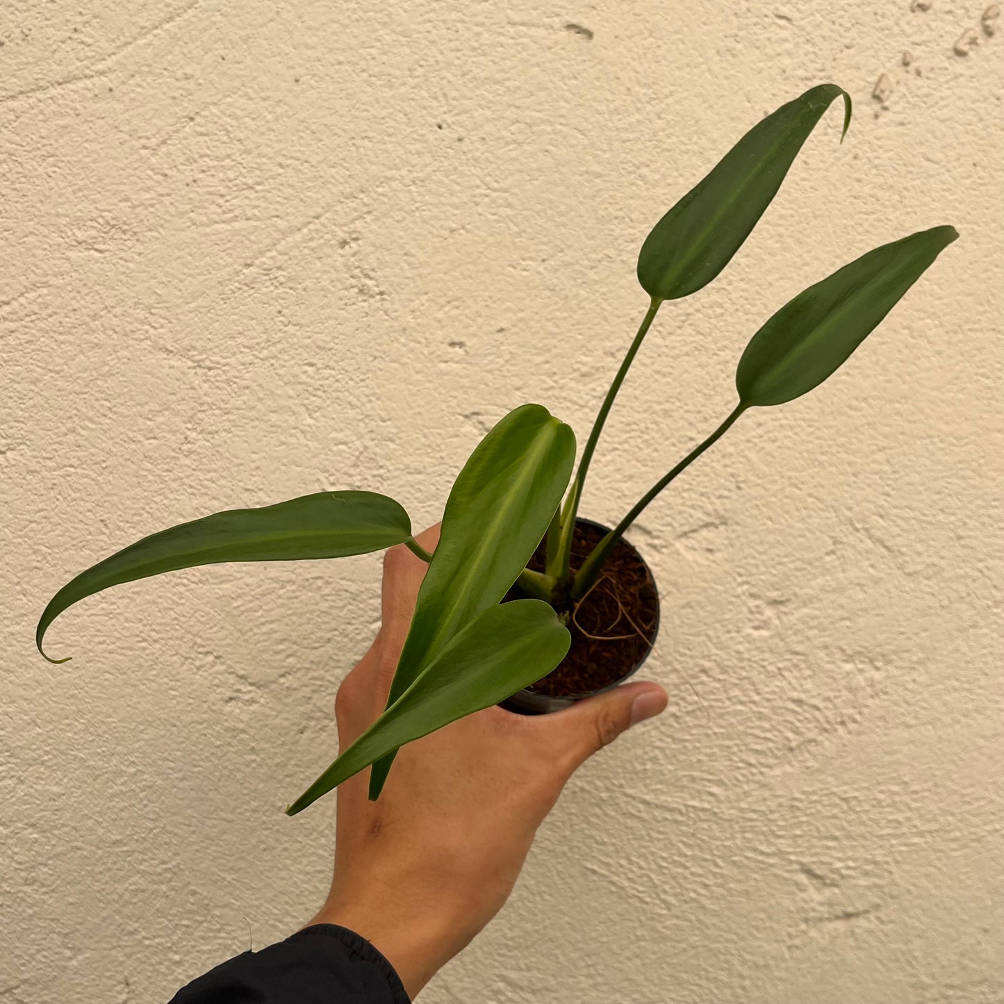 Monstera Burle Marx Flame - Juvenile