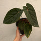Anthurium Hoffmanii Red Sinus ‘Blood Moon’ - Exact Plant (A022)