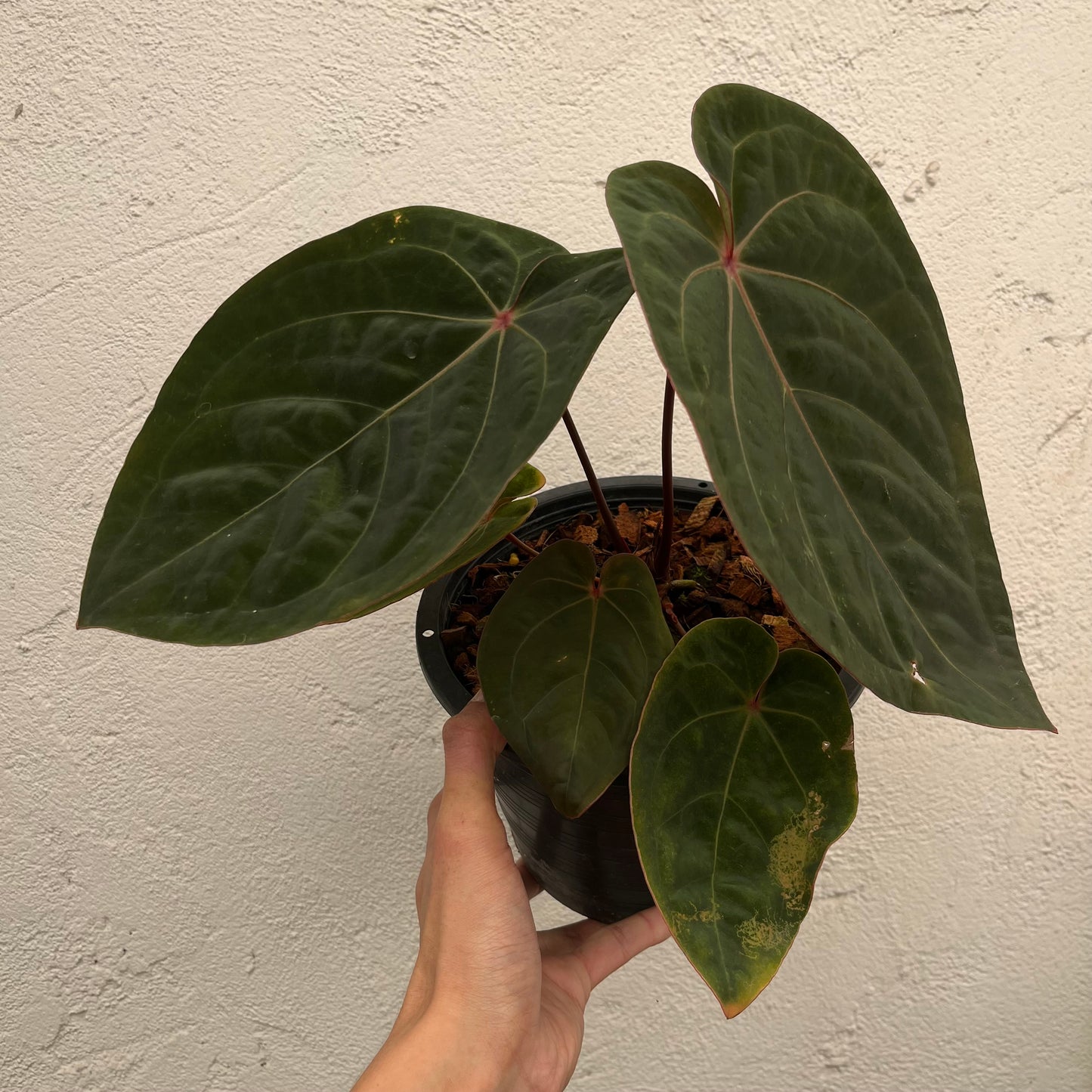 Anthurium Hoffmanii Red Sinus ‘Blood Moon’ - Exact Plant (A022)