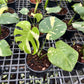 Monstera Thai Constellation - Medium Size