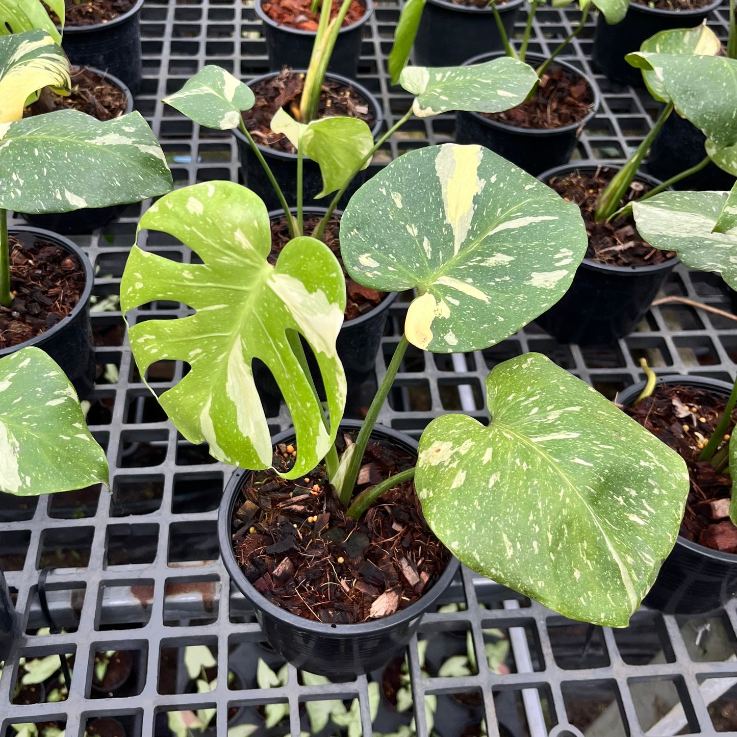 Monstera Thai Constellation - Medium Size