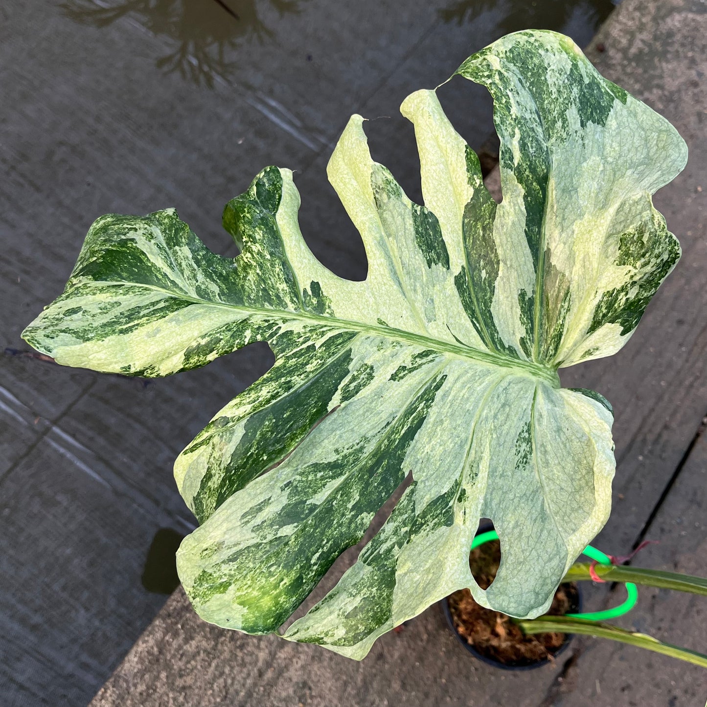 Monstera Ocean Mint - Exact Plant (M047)